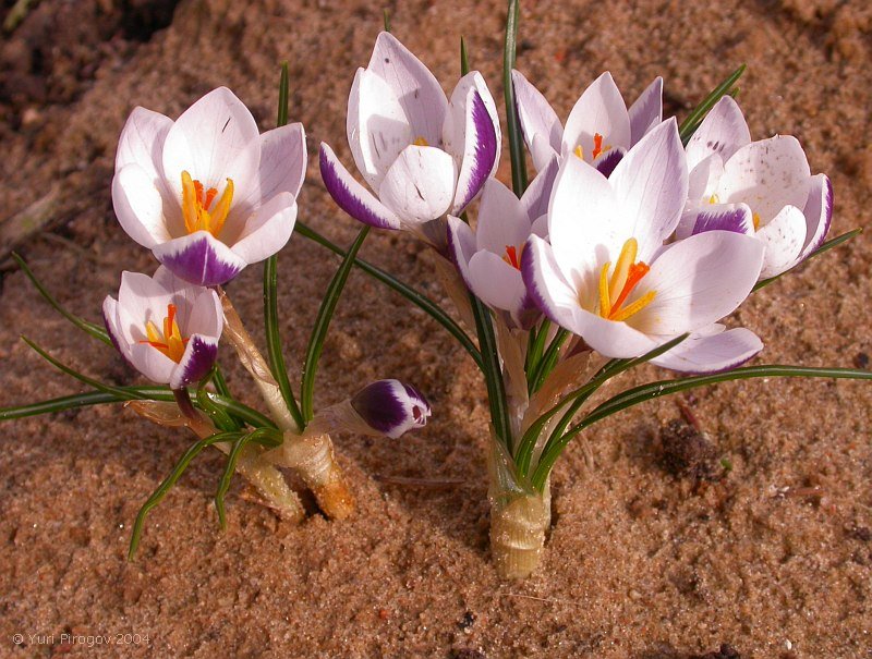 Image of Crocus biflorus ssp. alexandri specimen.