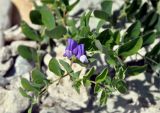 Lathyrus japonicus. Верхушка побега с соцветием. Приморье, бухта Русская. 25.08.2015.