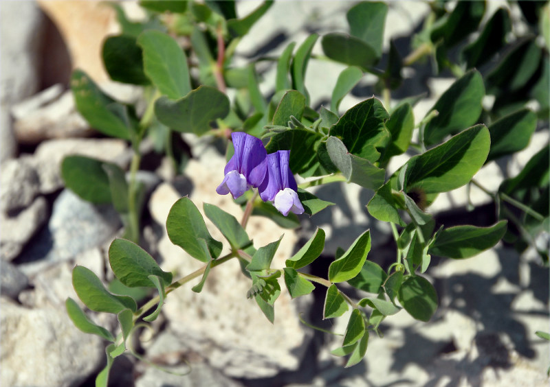 Изображение особи Lathyrus japonicus.