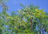Moringa oleifera. Верхушки ветвей с соцветиями и плодами. Андаманские острова, остров Нил, в поселке. 02.01.2015.