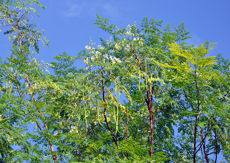 Изображение особи Moringa oleifera.