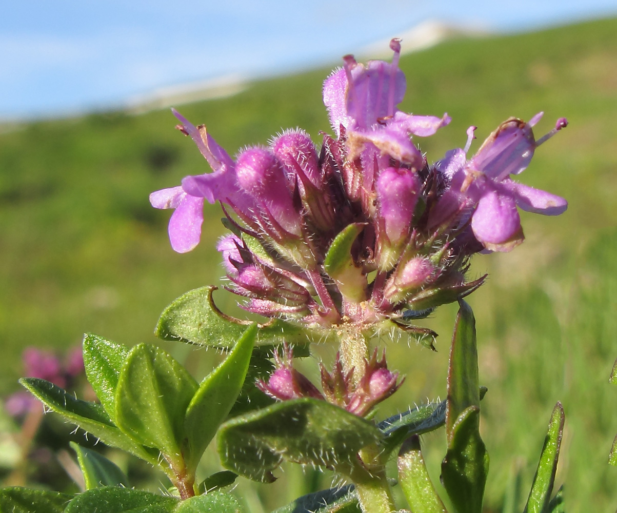 Изображение особи Thymus collinus.