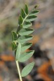 Astragalus skorniakowii