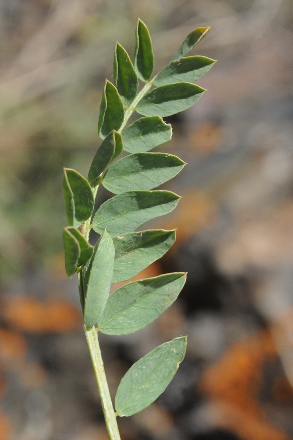 Image of Astragalus masenderanus specimen.