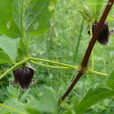 Clematis fusca. Побег с цветками. Приморский край, Уссурийский р-н. 02.07.2008.