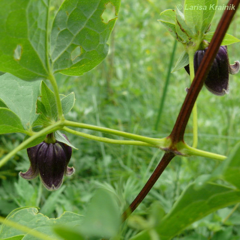 Изображение особи Clematis fusca.