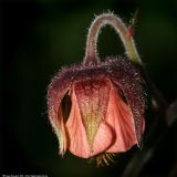 Geum rivale