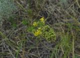 Galium verum