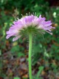 Knautia arvensis. Верхушка цветущего растения. Челябинская обл., окр. г. Челябинск, Золотая горка, обочина дороги в берёзовом лесу. 30.06.2014.