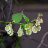 Fallopia dumetorum