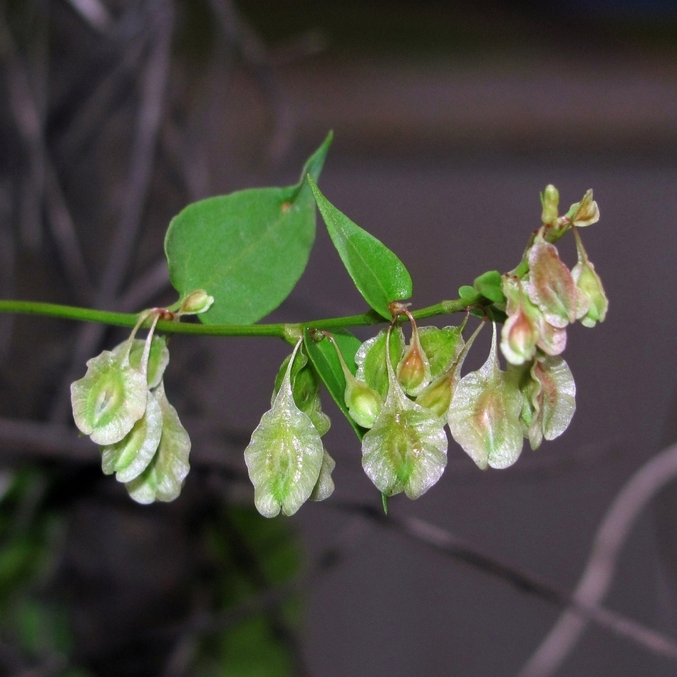 Изображение особи Fallopia dumetorum.