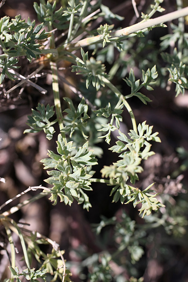 Image of Seseli marginatum specimen.