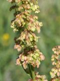 genus Rumex. Часть соцветия. Кыргызстан, Нарынская обл., левый берег р. Нарын, окр. с. Таш-Башат, вахтовый пос. 18.06.2015.