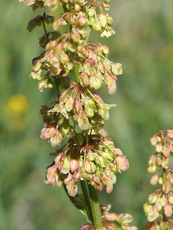 Image of genus Rumex specimen.