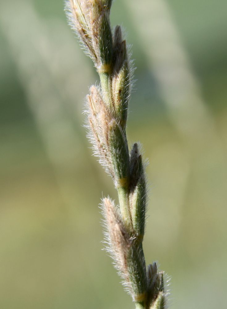 Изображение особи Elytrigia trichophora.