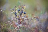 Vaccinium uliginosum. Плодоносящее растение. Кировская обл., окр. г. Кирово-Чепецк, торфяное болото. 16.08.2015.