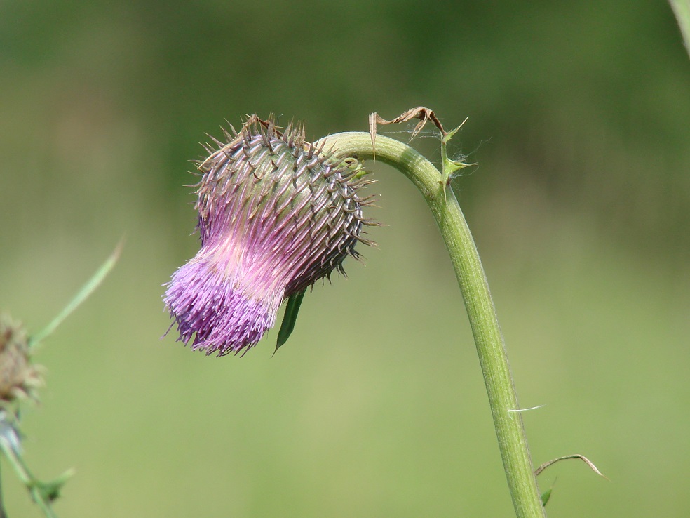 Изображение особи Cirsium pendulum.