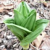 Veratrum oxysepalum