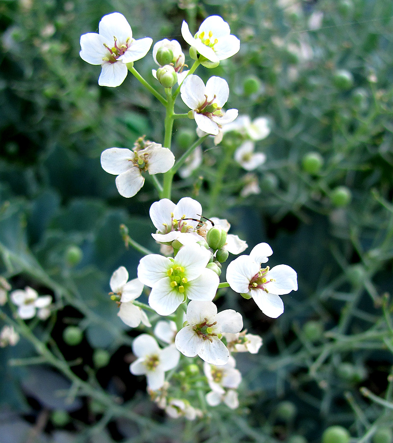 Image of Crambe maritima specimen.