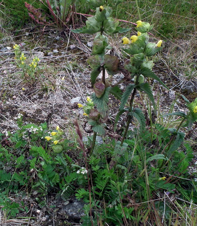 Изображение особи Rhinanthus groenlandicus.