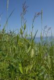 Rumex acetosa