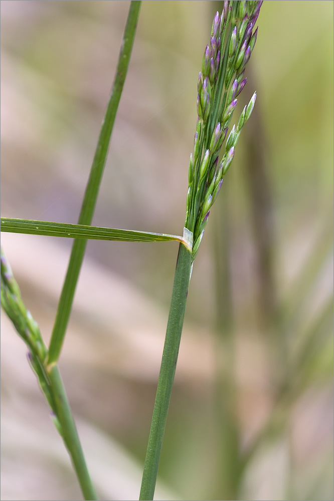 Изображение особи Poa palustris.