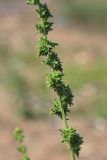 Atriplex littoralis. Часть соцветия. Ленинградская обл., побережье в р-не ст. Бронка, песчаный пляж. 08.08.2009.