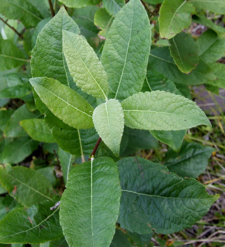 Image of Salix caprea specimen.