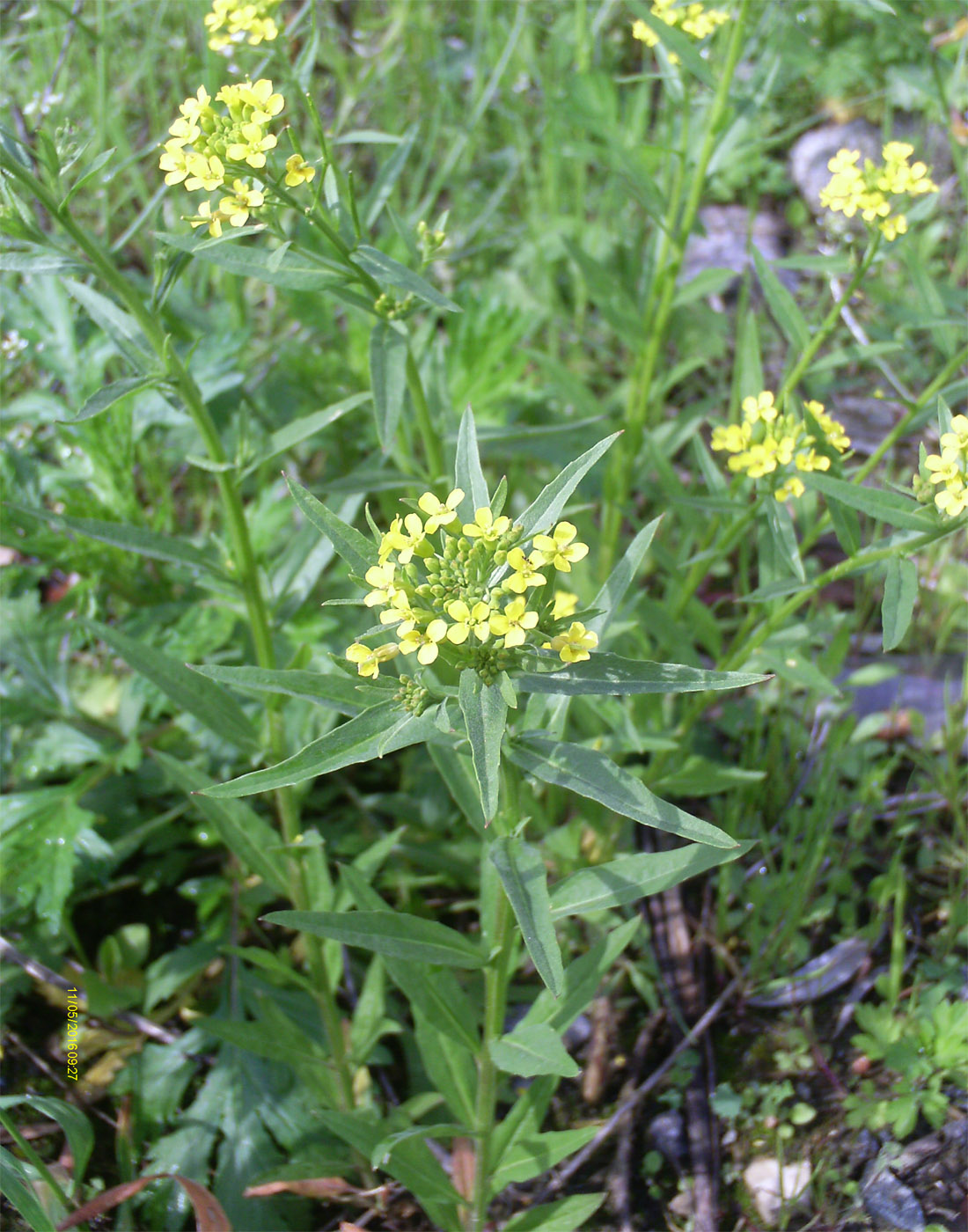 Image of Erysimum cheiranthoides specimen.