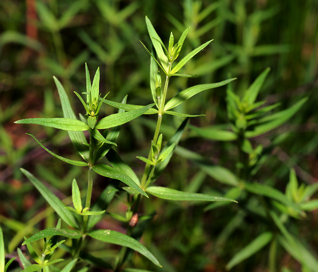 Изображение особи Galium boreale.