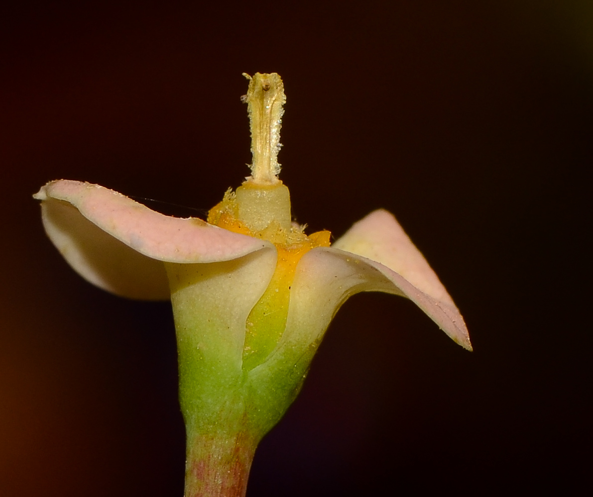 Image of Euphorbia splendens specimen.