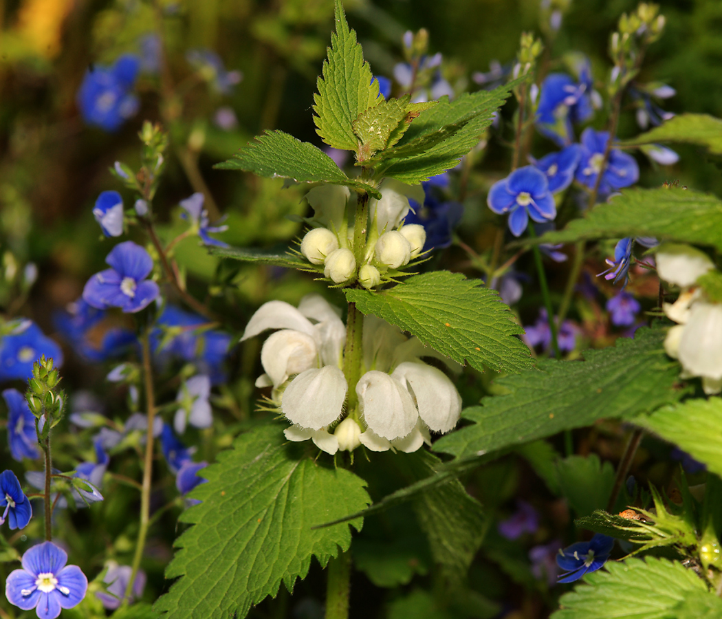 Image of Lamium album specimen.
