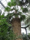 Washingtonia robusta