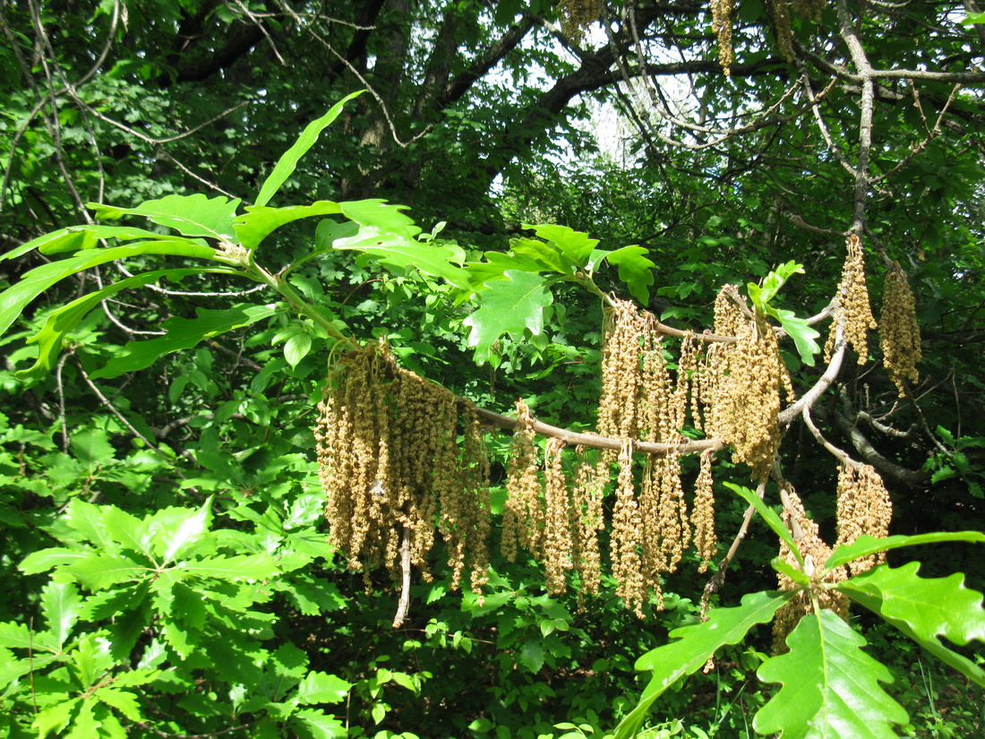 Изображение особи Quercus macranthera.