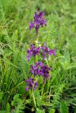 Anacamptis morio ssp. caucasica