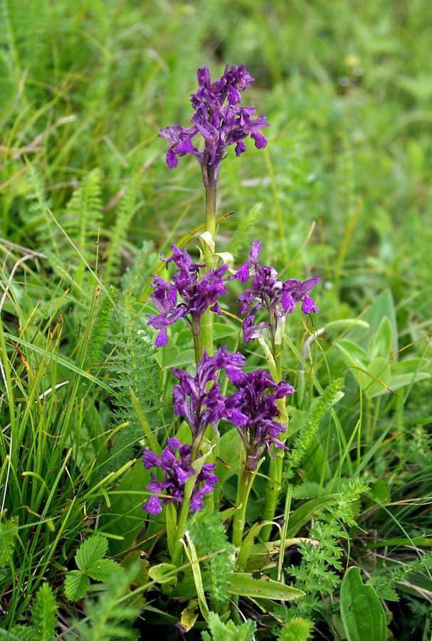 Image of Anacamptis morio ssp. caucasica specimen.