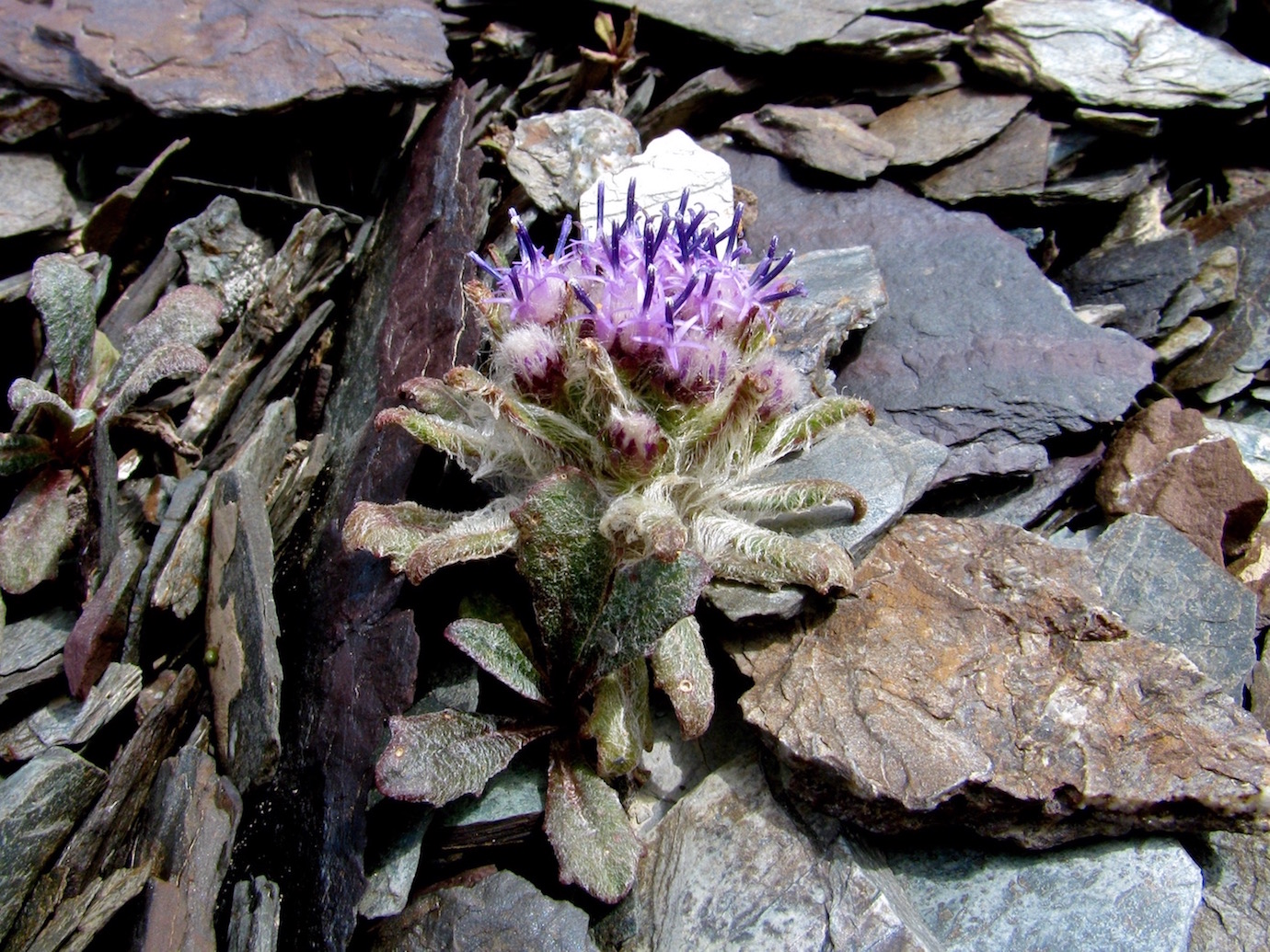 Изображение особи Saussurea glacialis.