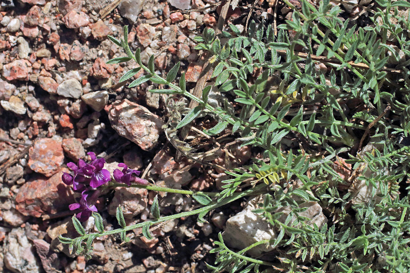 Image of Oxytropis immersa specimen.