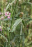 Rumex acetosa