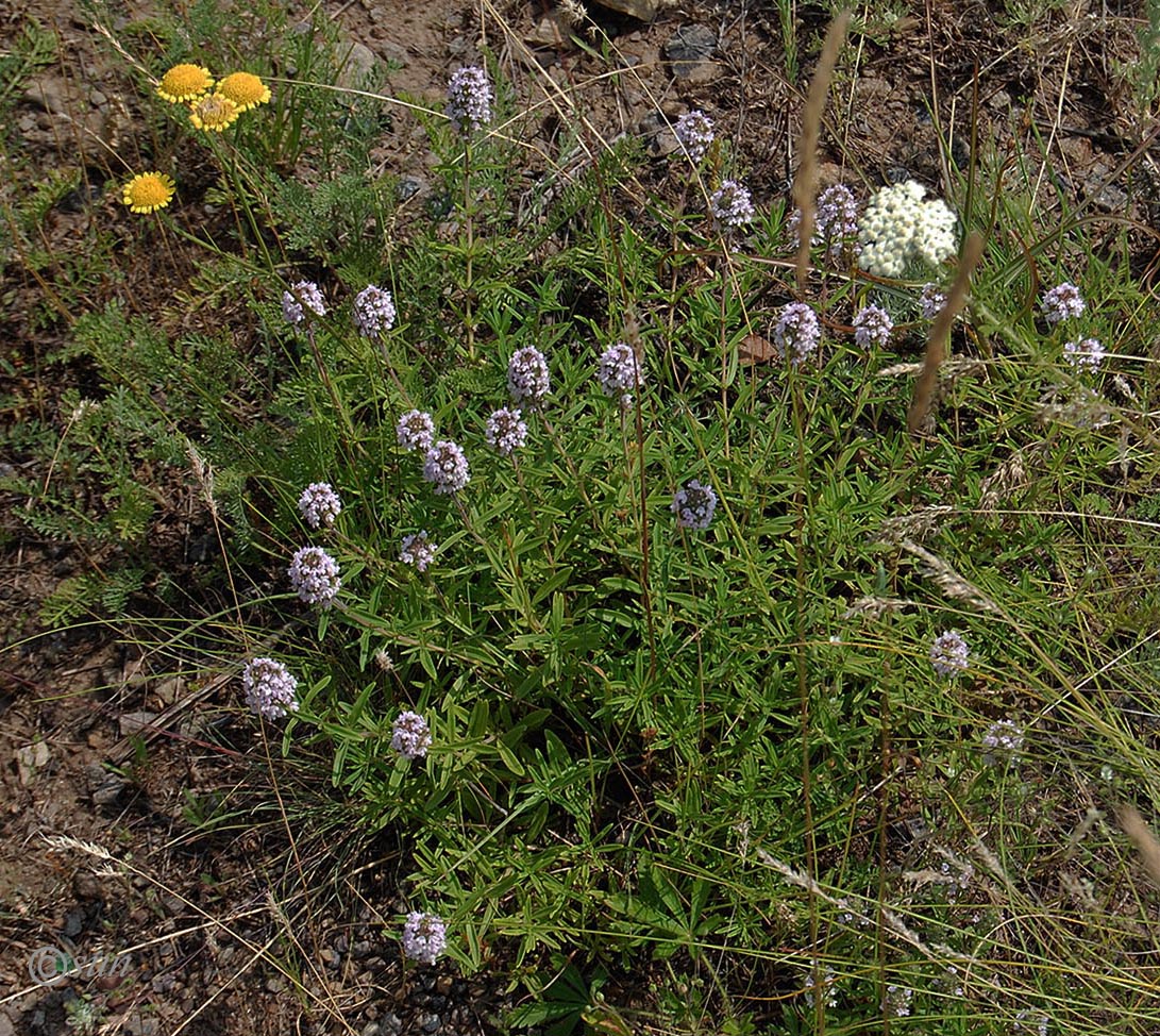 Изображение особи Thymus marschallianus.