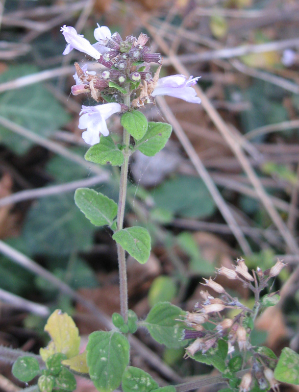 Image of Clinopodium spruneri specimen.