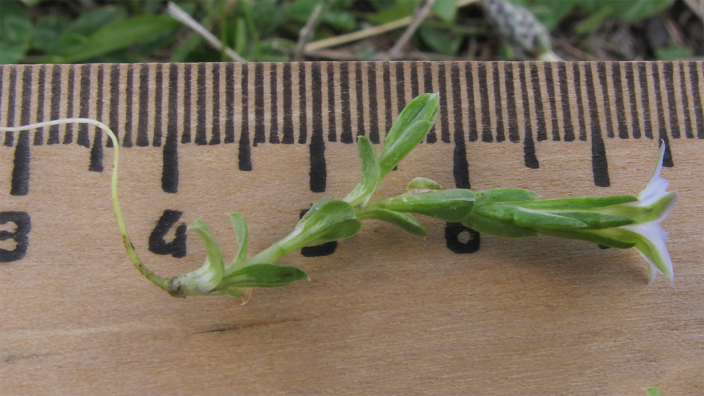 Image of Gentiana aquatica specimen.
