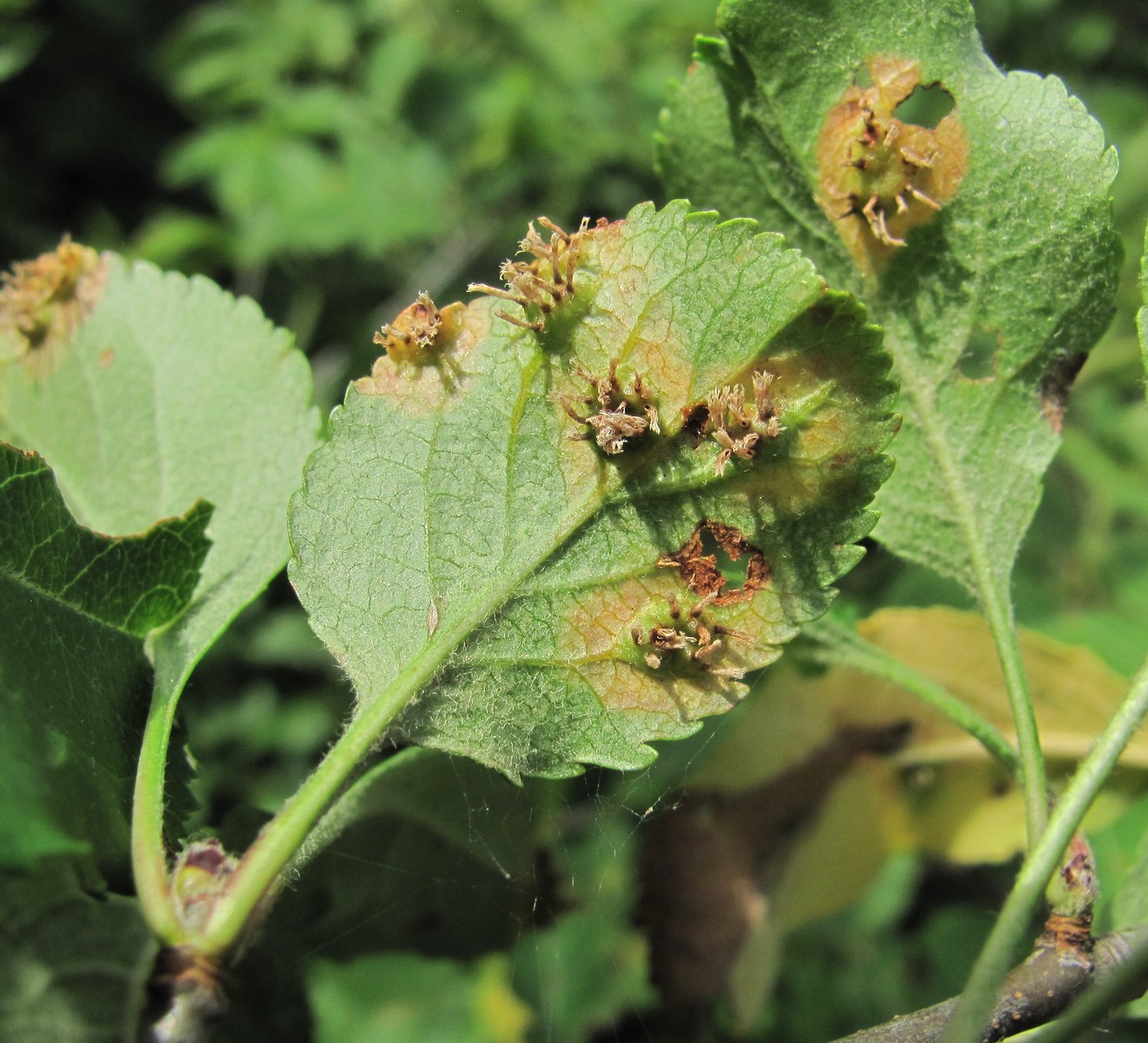 Изображение особи Malus orientalis.