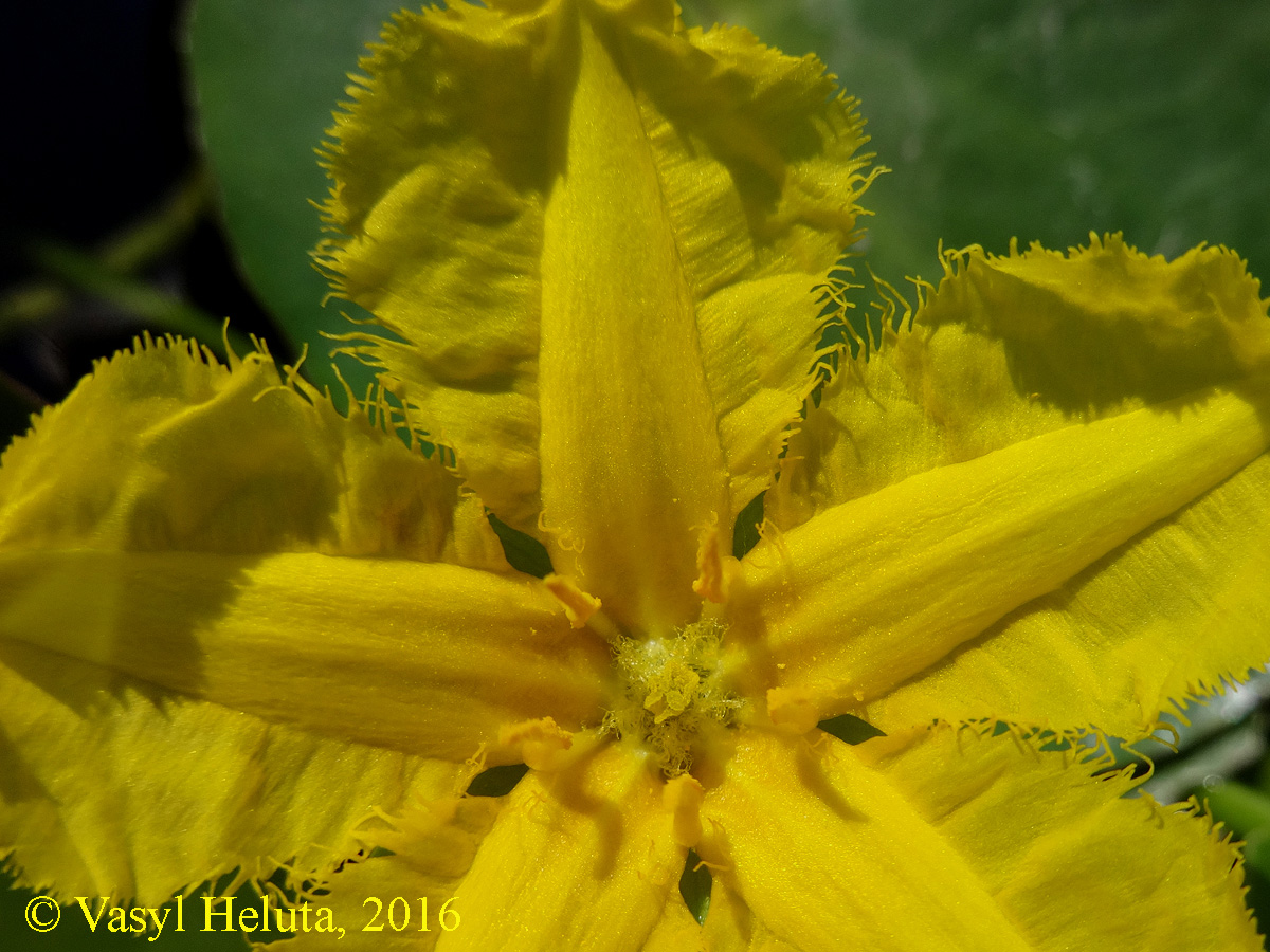 Image of Nymphoides peltata specimen.