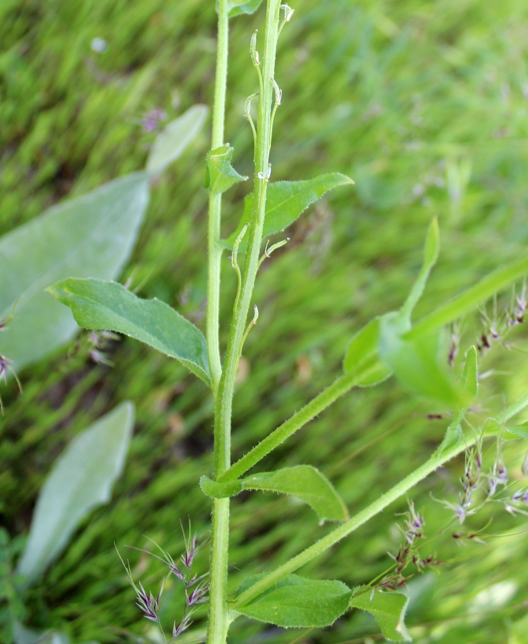 Image of Cryptospora omissa specimen.