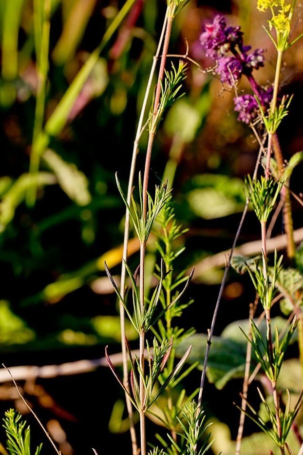 Image of Galium verum specimen.