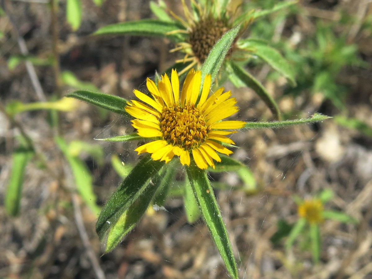 Изображение особи Pallenis spinosa.