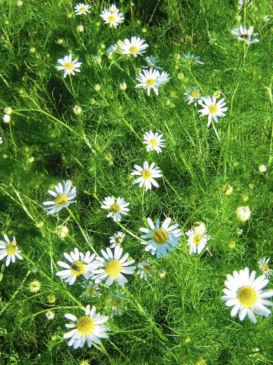 Image of Tripleurospermum inodorum specimen.