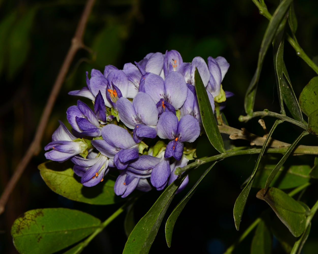 Изображение особи Sophora secundiflora.