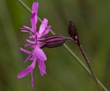 Coccyganthe flos-cuculi